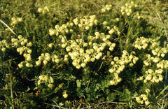 Phyllodoce aleutica, photograph (c) Oleg Kosterin, some rights reserved (CC BY)