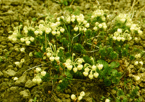 Aleutian heather (Phyllodoce aleutica)