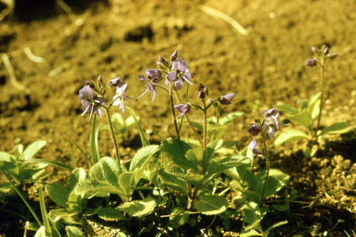 Veronica grandiflora