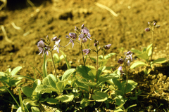 Veronica grandiflora