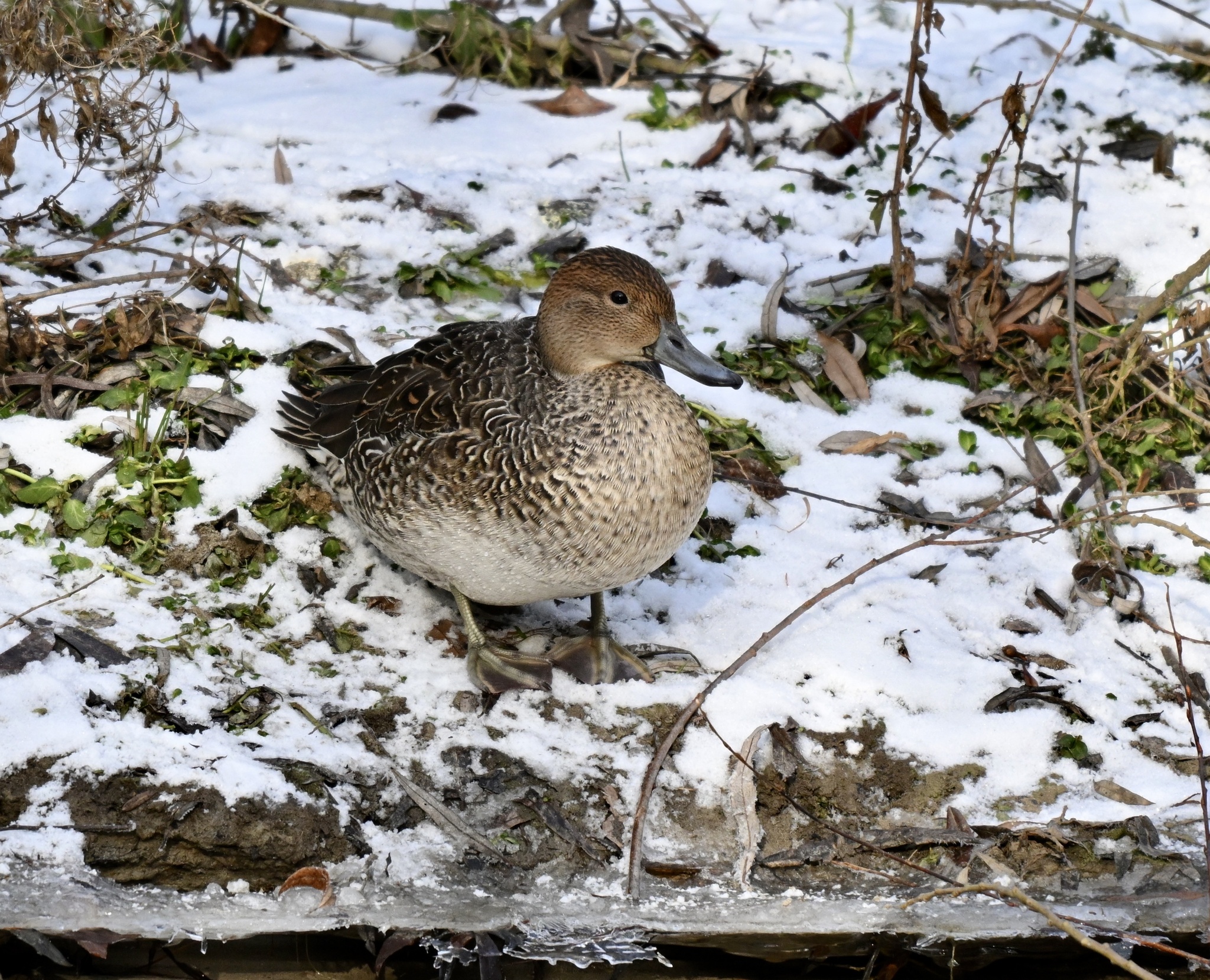 Northern Pintail (Anas acuta), photo 5