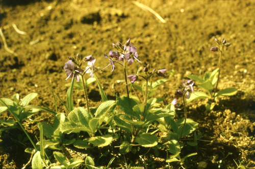 Veronica grandiflora, photograph 2