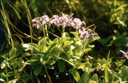 largeflower speedwell (Veronica grandiflora)