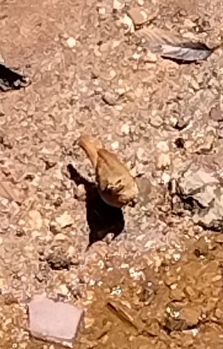 Rufous Hornero
