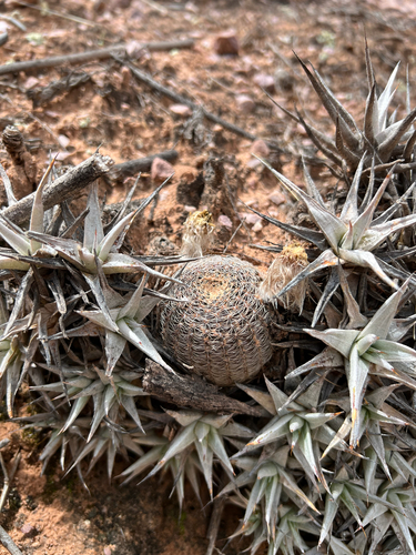 Echinopsis densispina