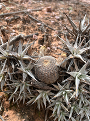 Echinopsis densispina