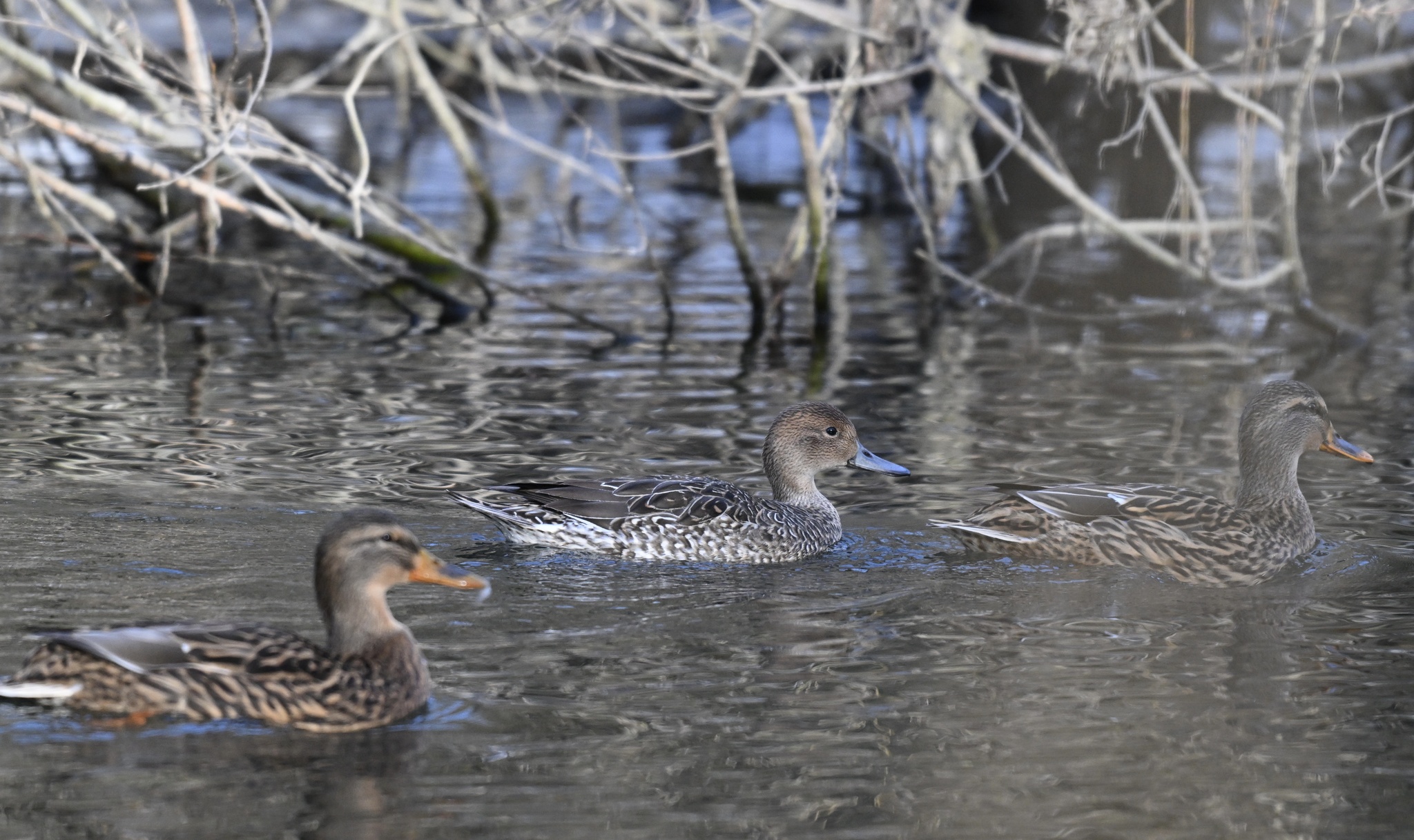 Northern Pintail (Anas acuta), photo 6
