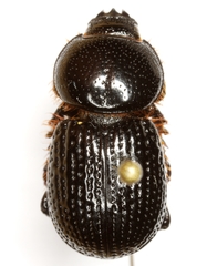 Archophileurus cribrosus