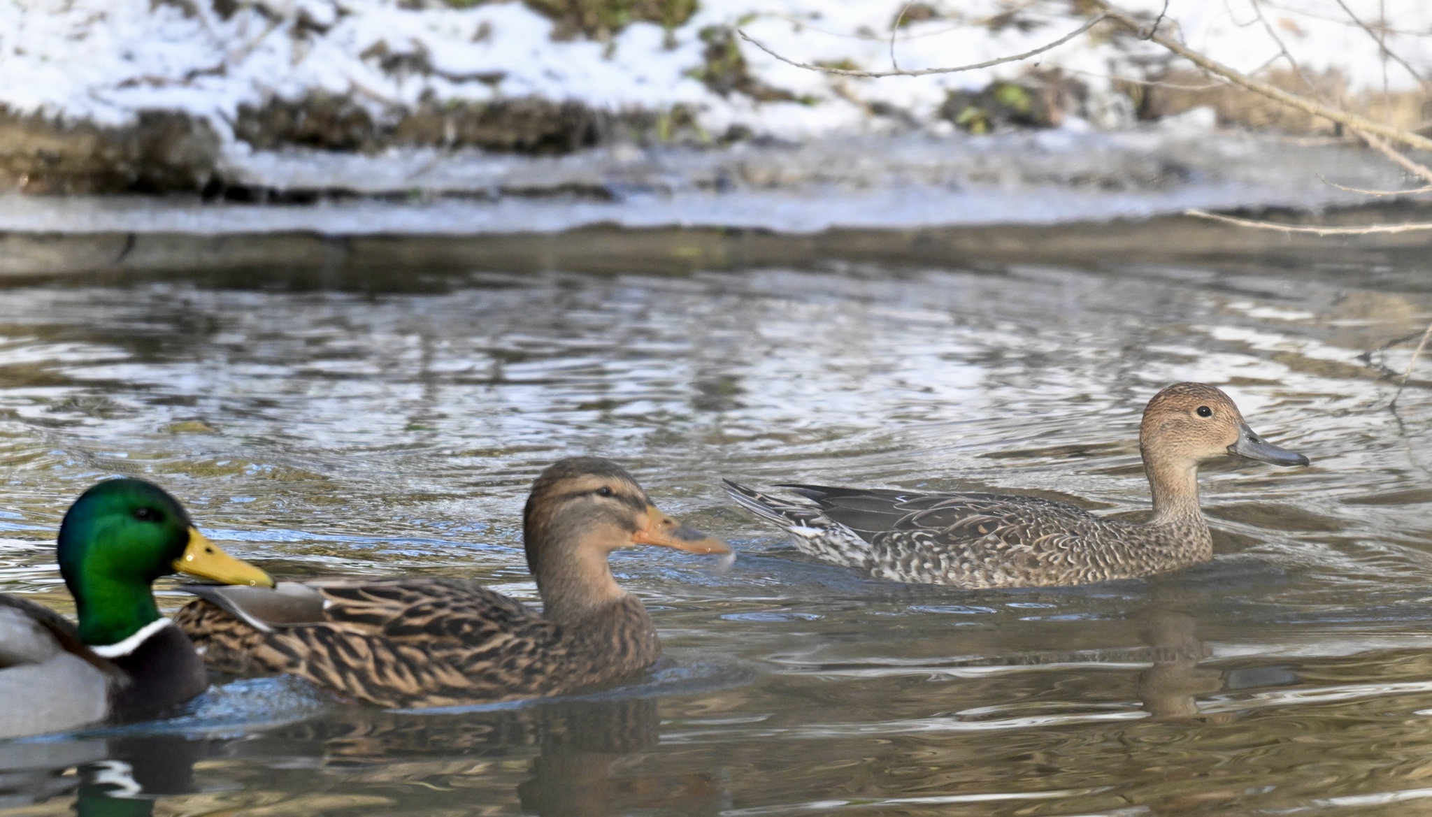 Northern Pintail (Anas acuta), photo 7