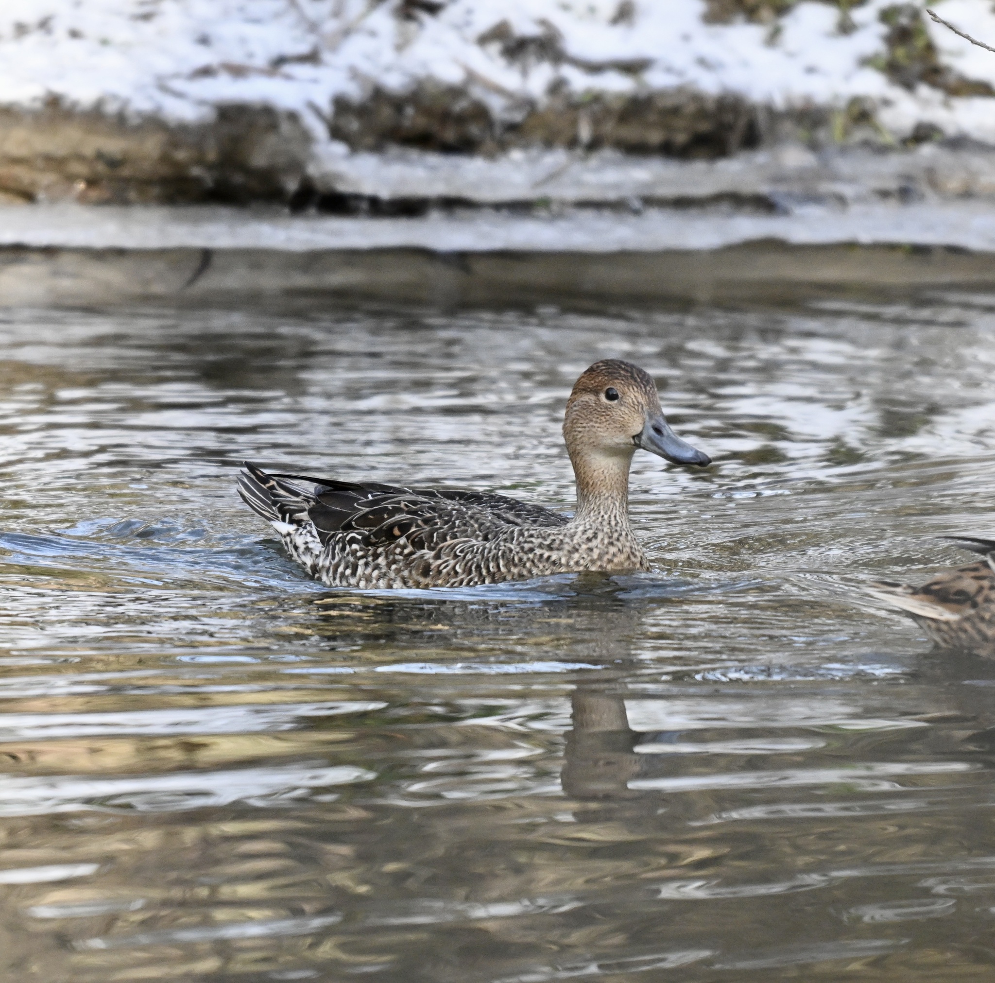 Northern Pintail (Anas acuta), photo 8