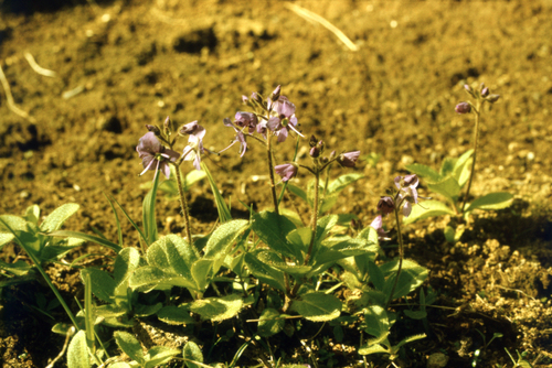Veronica grandiflora, photograph 3