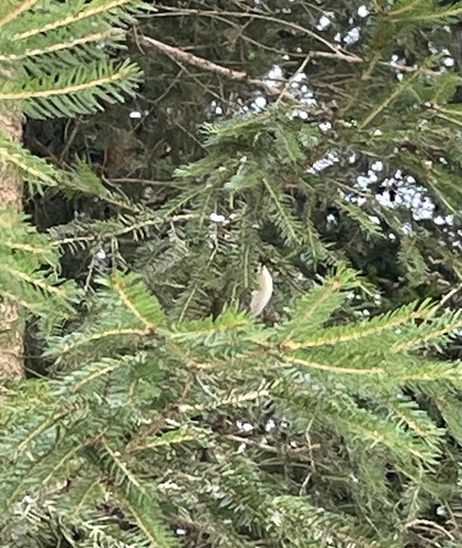 Goldcrest (Regulus regulus), photo 5