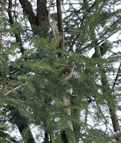Goldcrest (Regulus regulus), photo 6