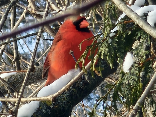 Northern Cardinal (Cardinalis cardinalis), photo 10