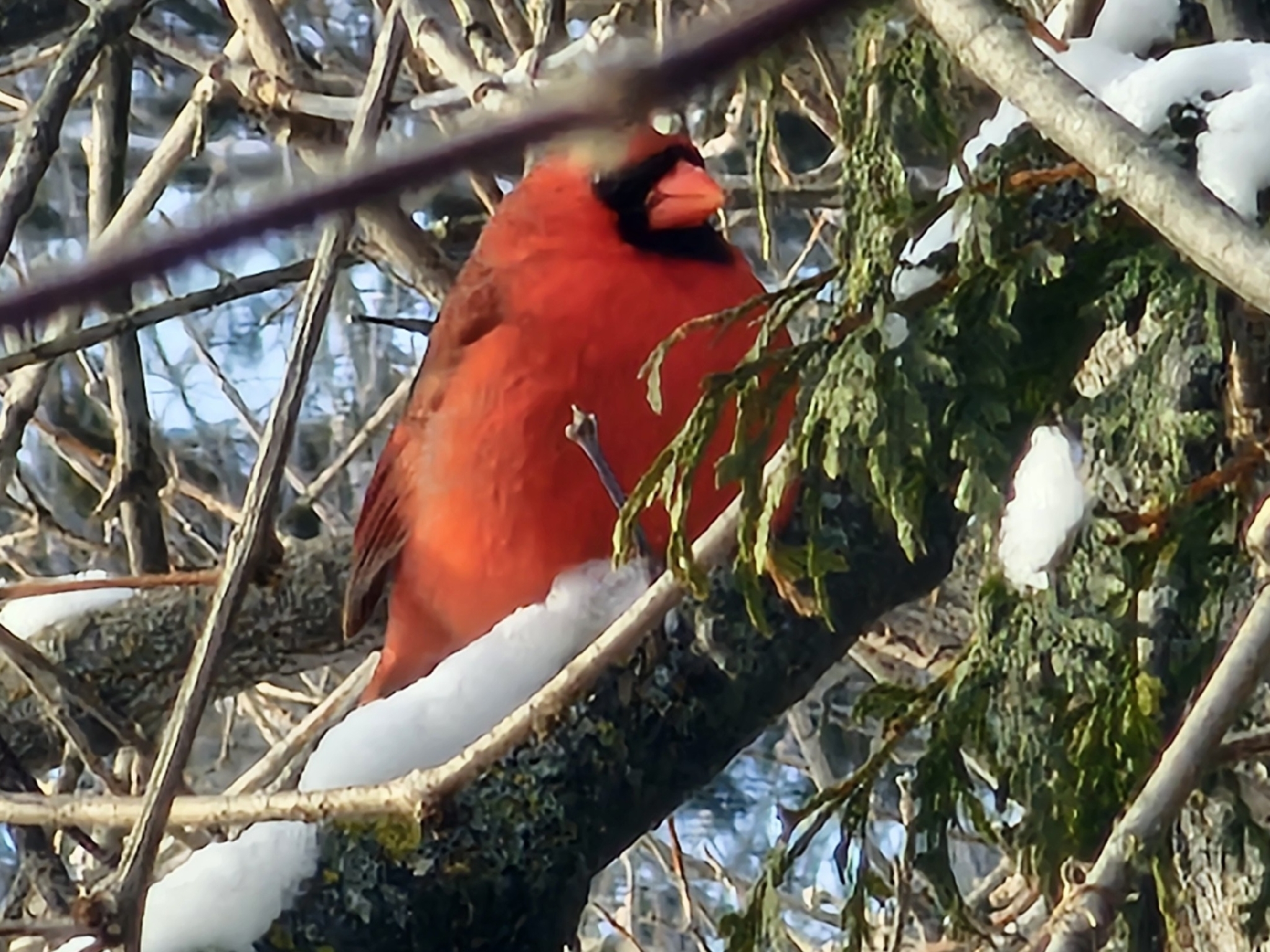 Northern Cardinal (Cardinalis cardinalis), photo 10