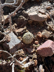 Aylostera pygmaea, photograph (c) Kay Urban, some rights reserved (CC BY)