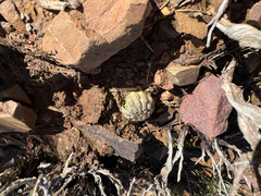 Aylostera pygmaea, photograph (c) Kay Urban, some rights reserved (CC BY)