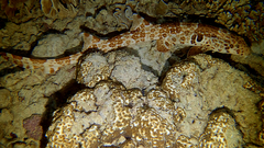 Hemiscyllium freycineti