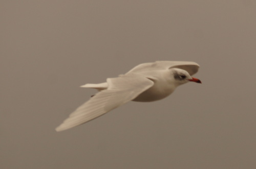 Zwartkopmeeuw (Ichthyaetus melanocephalus)