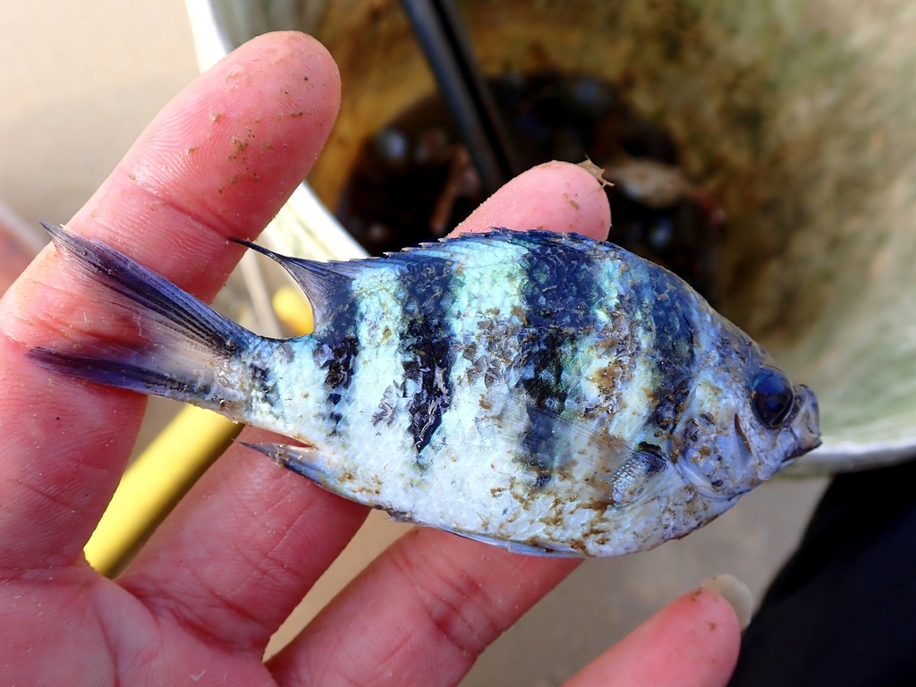 Damselfish (Abudefduf sexfasciatus) — Pomacentridae
