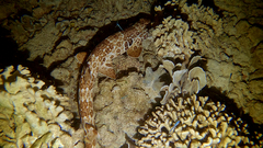 Hemiscyllium freycineti