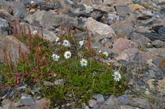 Tanacetum richterioides