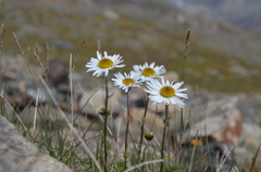 Tanacetum richterioides