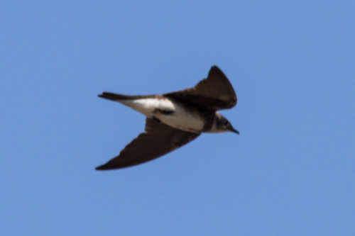 Brown-chested Martin (Progne tapera)