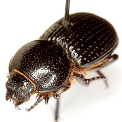 Archophileurus cribrosus