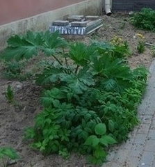 Heracleum sosnowskyi