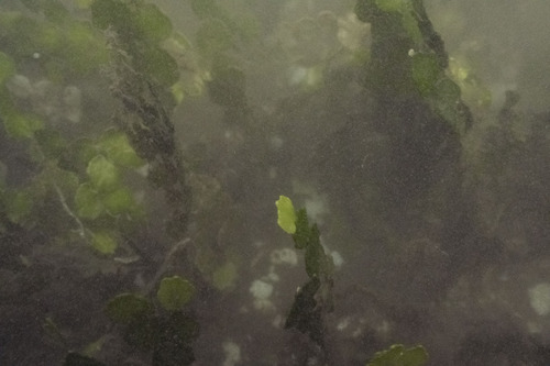 Halimeda kanaloana observed 2025-12-15