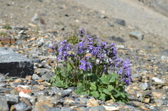 Dracocephalum imberbe