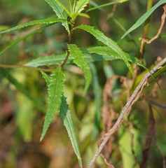 Senecio linearifolius