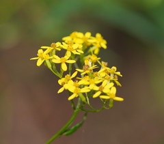 Senecio linearifolius