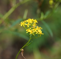 Senecio linearifolius