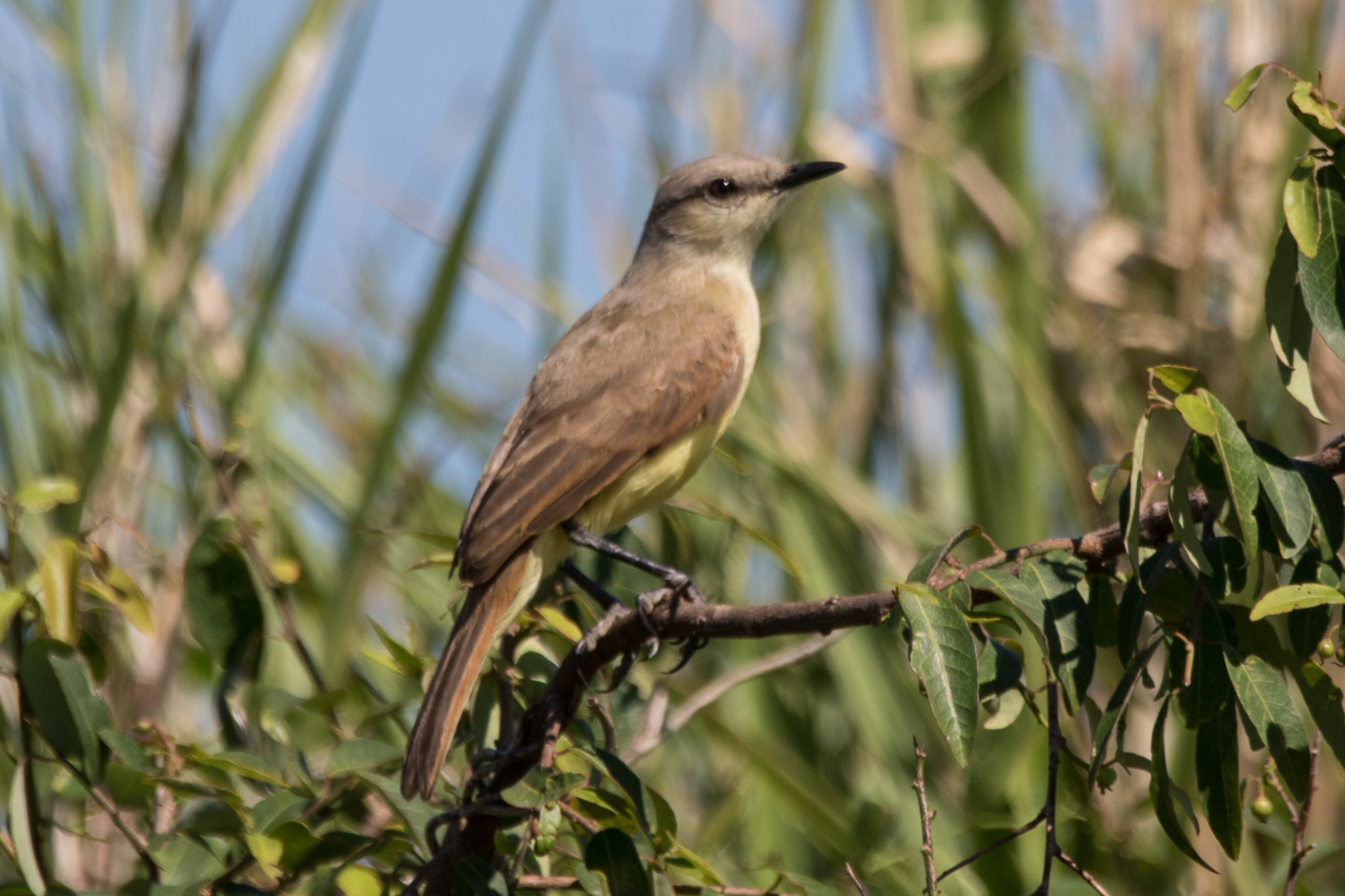 Cattle Tyrant (Machetornis rixosa), photo 1