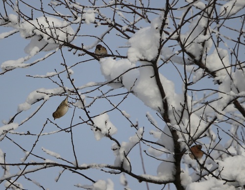Eurasian Chaffinch (Fringilla coelebs), photo 2