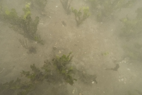 Halimeda kanaloana observed 2025-12-15