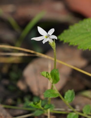 Lobelia pedunculata
