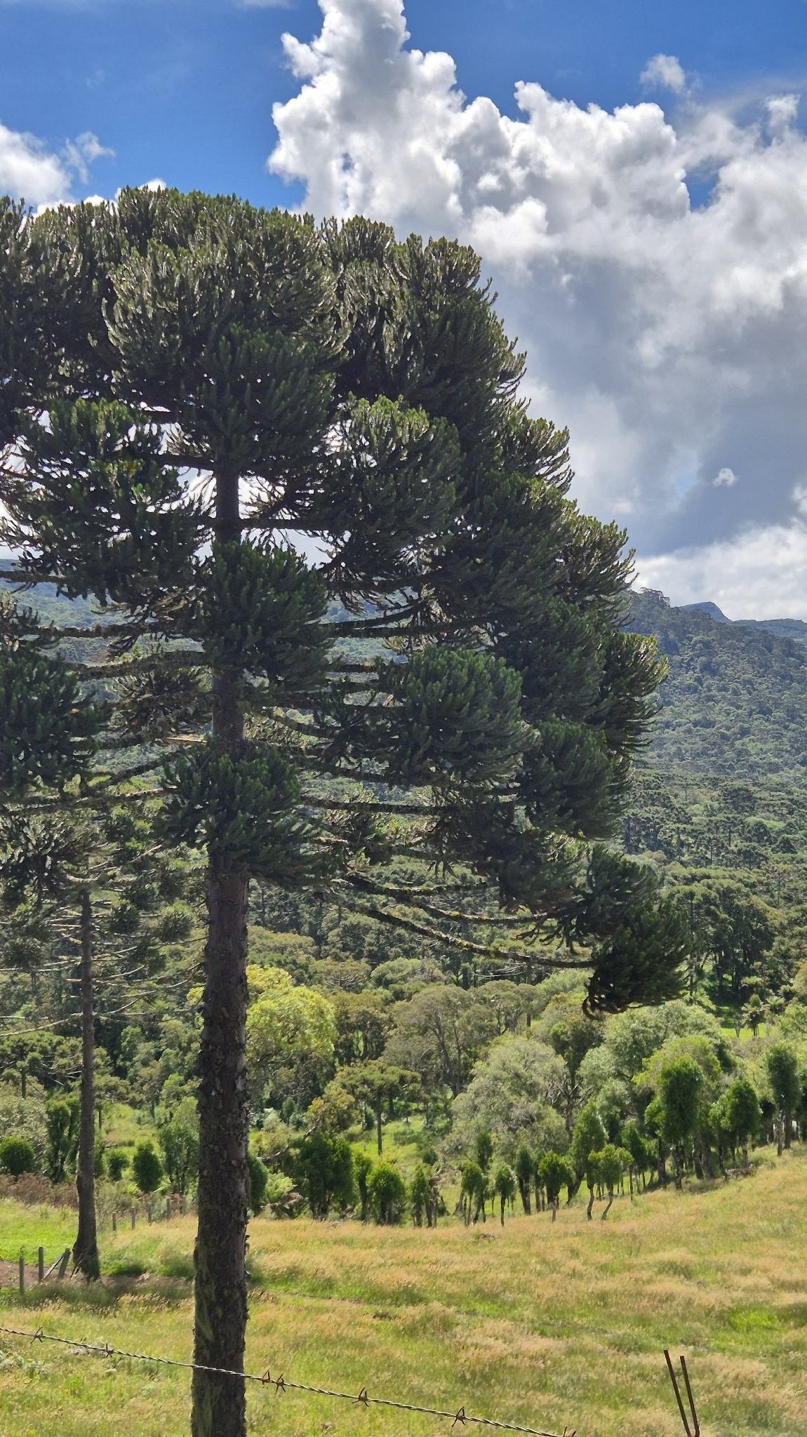 Araucaria de brasil