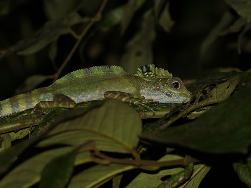 Giant Forest Dragon, Gonocephalus grandis