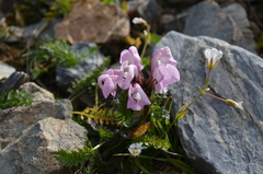 Pedicularis rhinanthoides