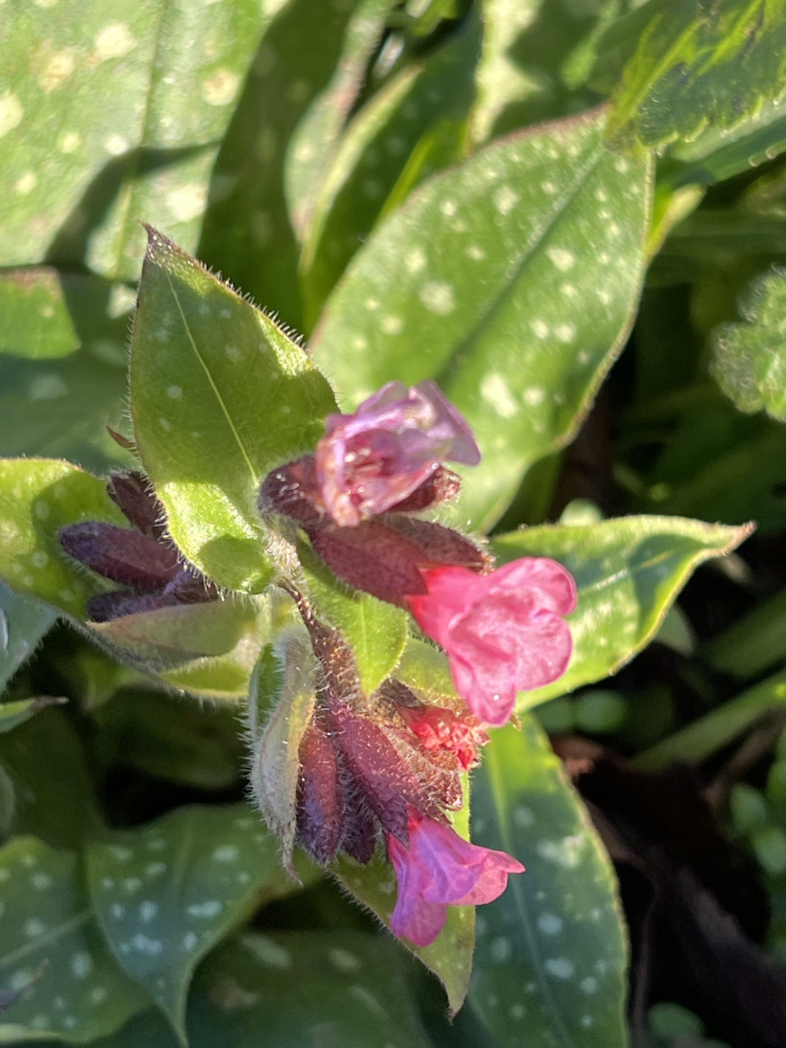 Beispielbild: Lungenkraut (Pulmonaria officinalis)