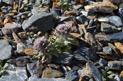 Saussurea glacialis