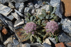 Saussurea glacialis
