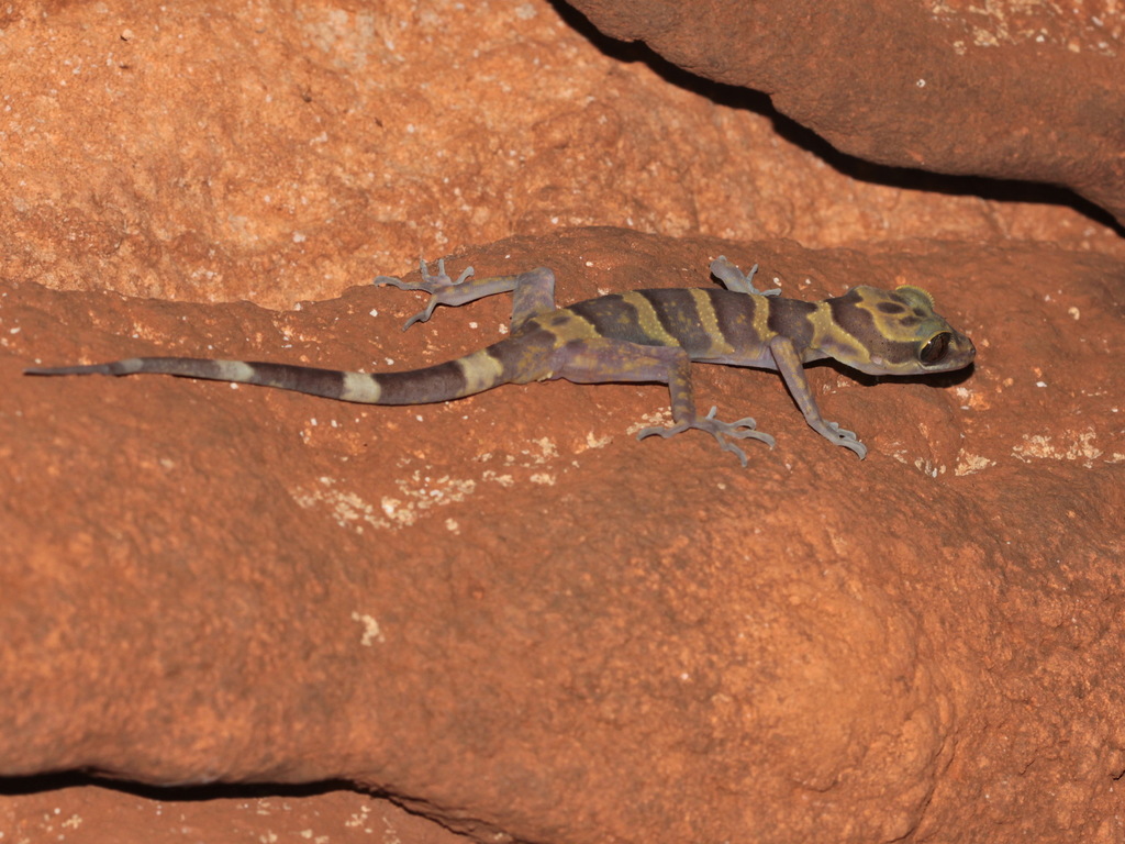 Golden-belted Bent-toed Gecko