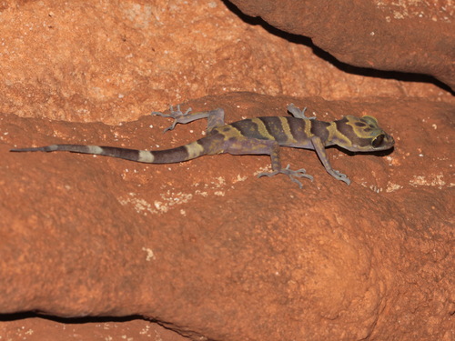 Golden-belted bent-toed gecko, Cyrtodactylus auribalteatus