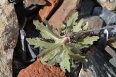 Saussurea glacialis