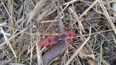 Probergrothius sanguinolens