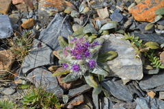 Saussurea glacialis